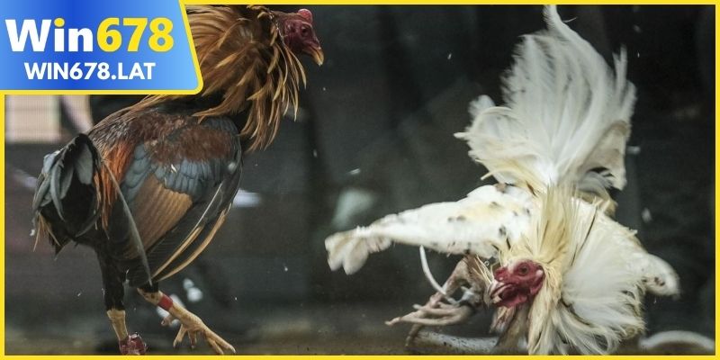 Đa dạng các trường gà cựa sắt cho bạn khám phá 