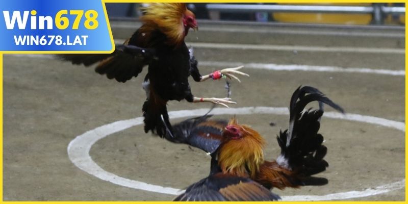 Đá gà trực tiếp đa dạng trường đấu hấp dẫn cho cực thủ