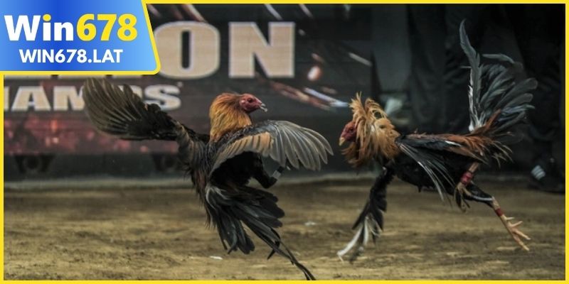 Đá gà Campuchia trực tuyến cập nhật liên tục mỗi ngày