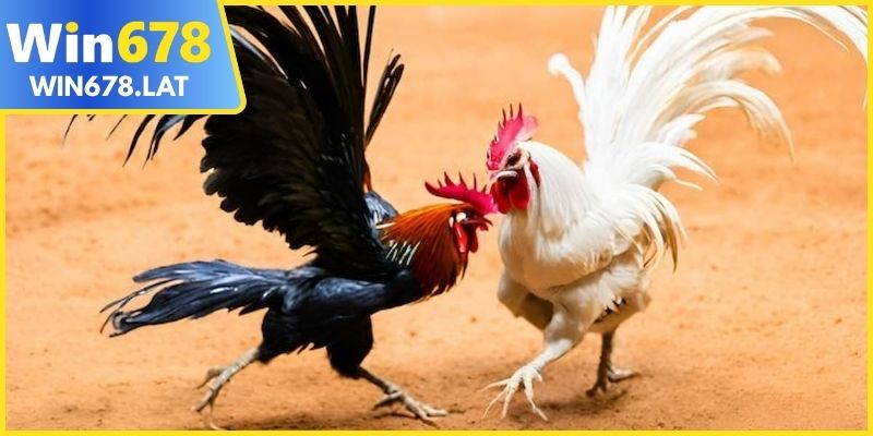 Đá gà online trực tiếp cập nhật kèo nhanh và minh bạch